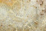Polished, Fossil Coral Slab - Indonesia #121888-1